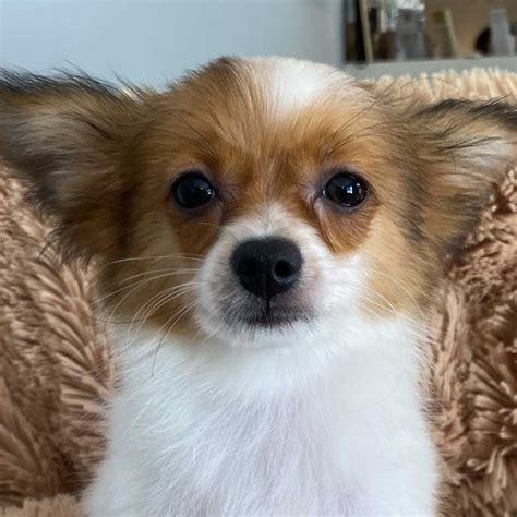 Papillon puppies for sale under dollar500 - Puppies.com will help you find your perfect Papillon puppy for sale. We've connected loving homes to reputable breeders since 2003 and we want to help you find the puppy your whole family will love.